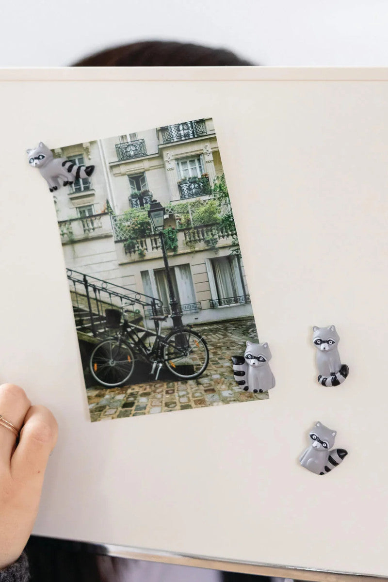Racoon 4PK Magnets