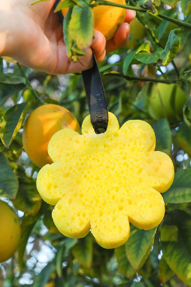 Spongelle Wild Flower